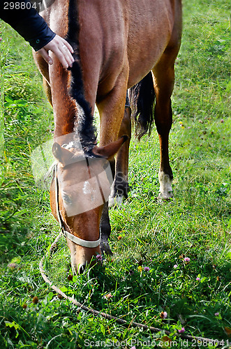 Image of The human hand is stroking grazing horse