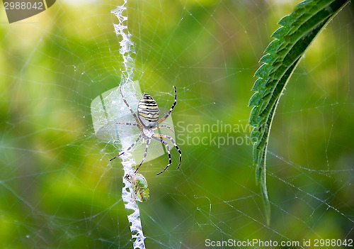 Image of Spider hunting (Argiope bruennichi)