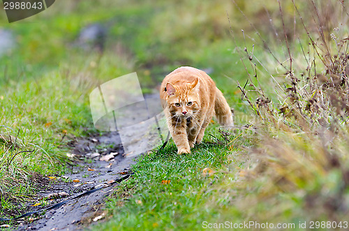 Image of Red cat walks in the autumn grass on a leash