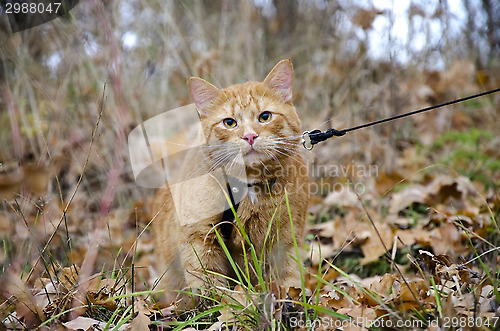Image of Red cat on a leash sits at the autumn grass