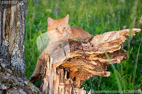 Image of Red cat is sitting on a tree in a forest in summer