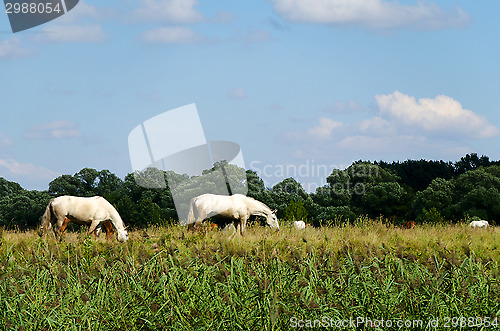 Image of Rural landscape with horses grazing in a meadow