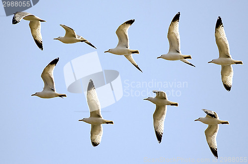 Image of Flight of the gulls