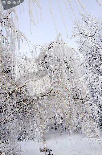 Image of Trees in the frost