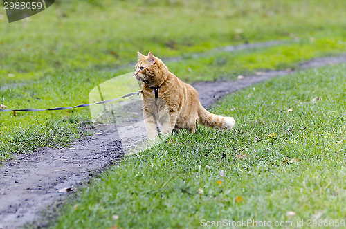 Image of Red cat walking through the green grass on a leash