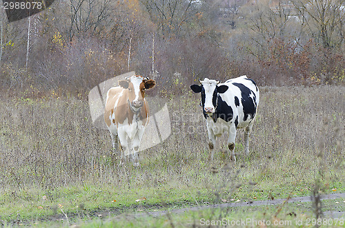 Image of Two cows look into the lens