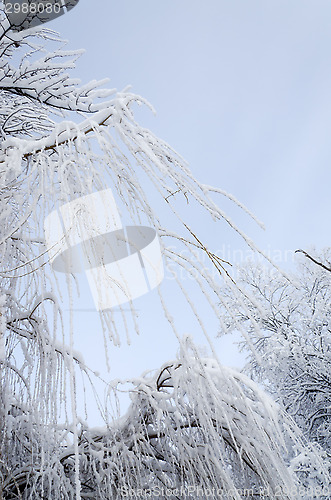 Image of Trees in the frost