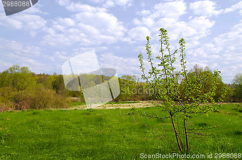 Image of  Landscape in the early spring with wood, field and clouds