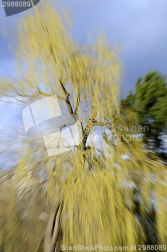 Image of Yellow and green tree against the background of dark blue sky wi