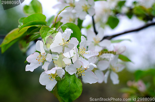 Image of Branch pears with white flowers