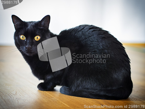 Image of Black cat