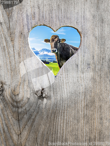 Image of heart in door with cow
