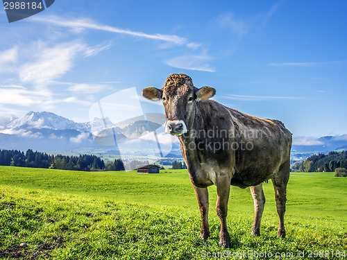 Image of cow with alps