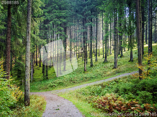 Image of forest landscape