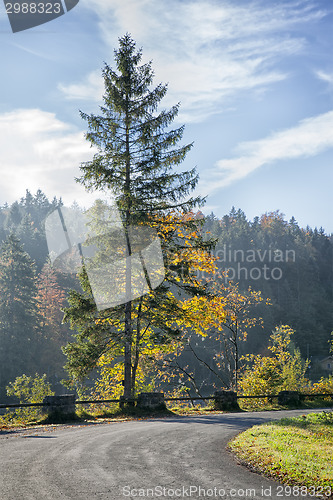 Image of tree on the road