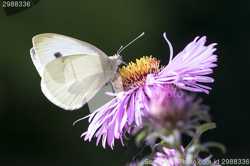 Image of butterfly