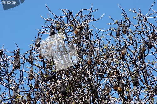 Image of Bat Colony