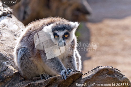 Image of Ring-tailed lemur (Lemur catta)