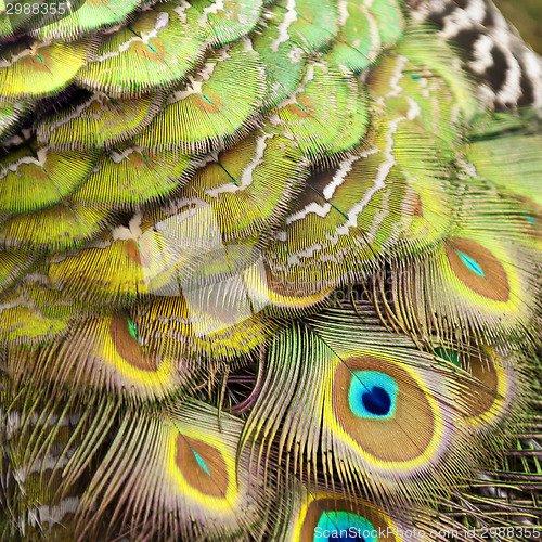 Image of Bird feathers. Peacock
