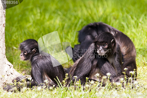 Image of Spider monkeys