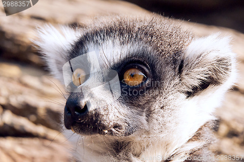 Image of Ring-tailed lemur (Lemur catta)