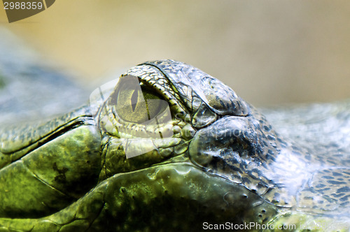 Image of Eye of the gharial