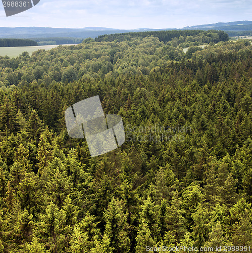 Image of Green forest in summer