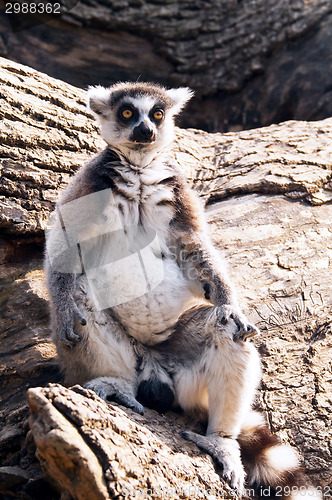 Image of Ring-tailed lemur (Lemur catta)