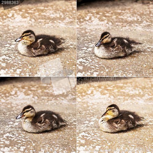 Image of Duckling