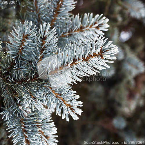 Image of Twig of conifer