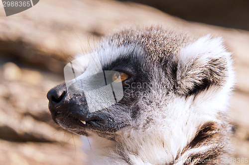 Image of Ring-tailed lemur (Lemur catta)