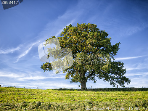 Image of tree and meadow