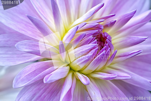 Image of dahlia purple