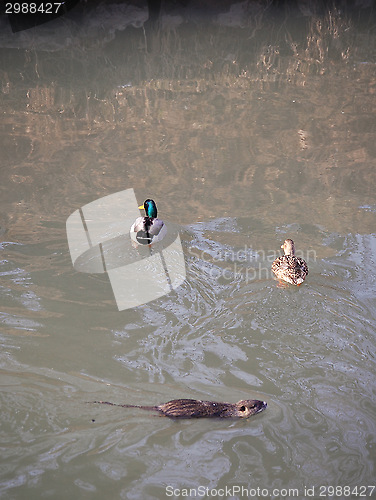 Image of ducks and nutria cub