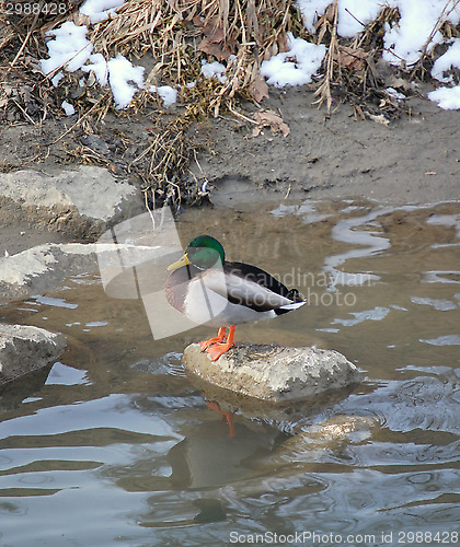 Image of one wild duck