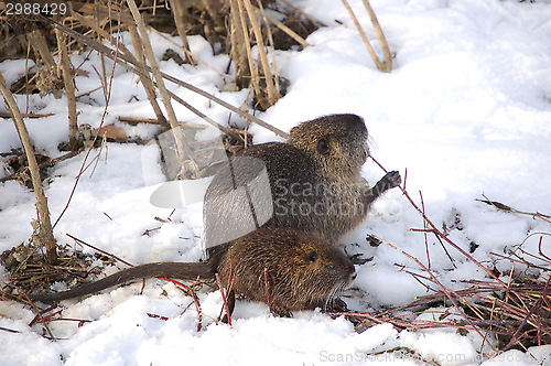 Image of nutria cubs