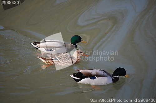 Image of three wild ducks