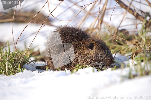 Image of nutria cub,1