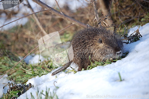 Image of nutria cub,3