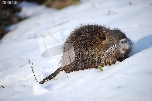 Image of nutria cub 2