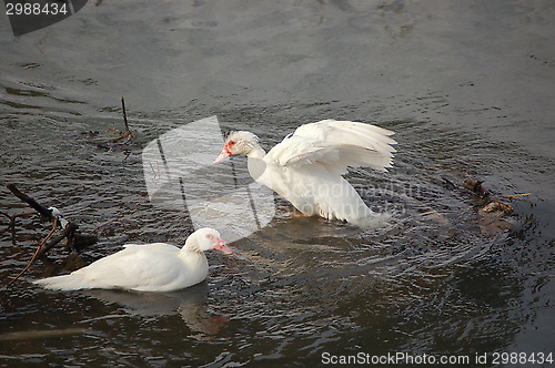 Image of two white wild ducks