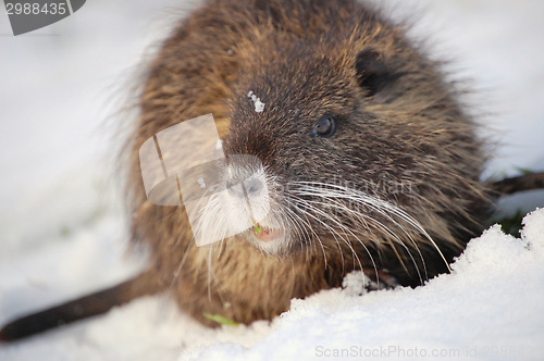 Image of nutria cub,4