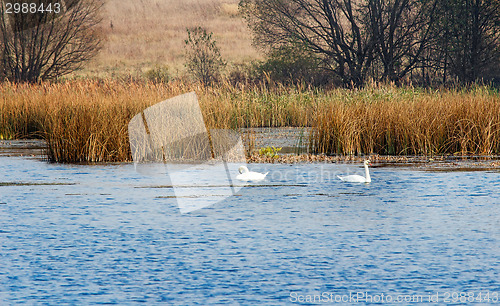 Image of Autumn landscape: lake, reeds and floating swans.