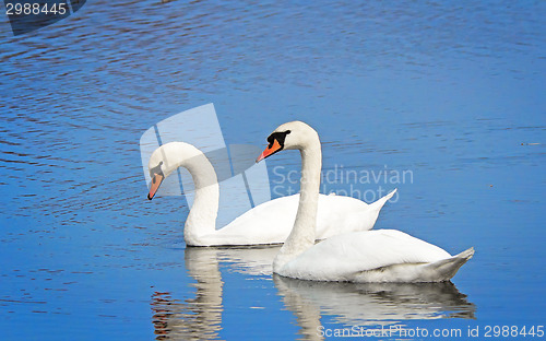 Image of Two white swans on the lake surface.