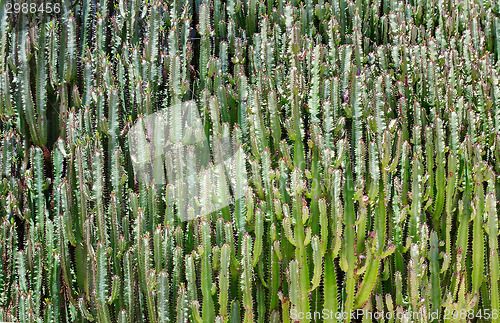 Image of Cacti, growing by a solid wall.