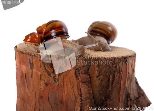 Image of Snails family on pine-tree stump