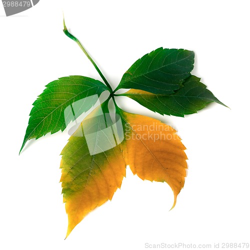 Image of Multicolor grapes leaf 