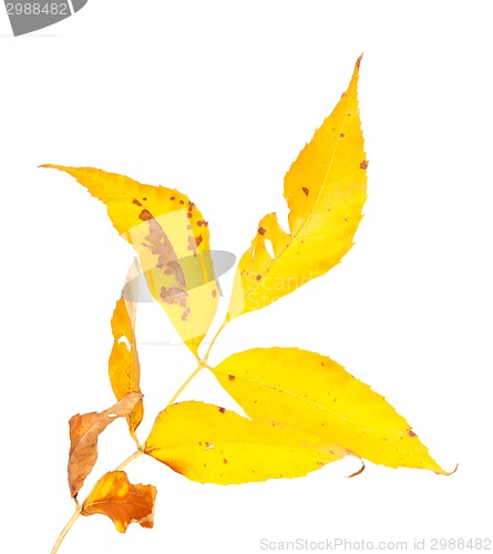 Image of Yellow autumn leaf