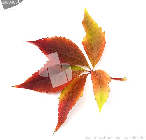 Image of Autumn grapes leaf 