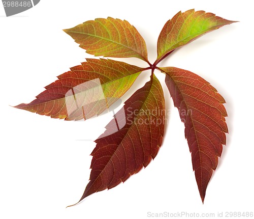 Image of Autumn grapes leaf